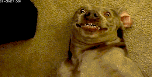 Animales trolls, pasa y reite un rato.