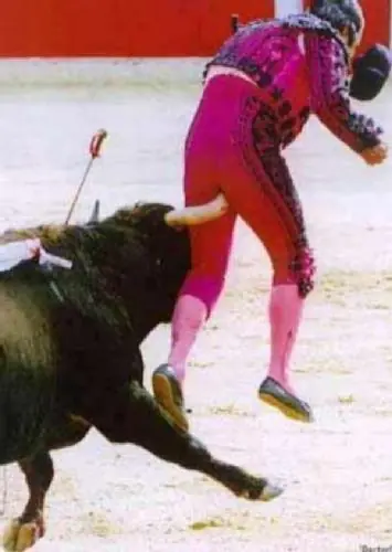 proanimal