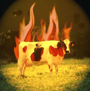 fuego