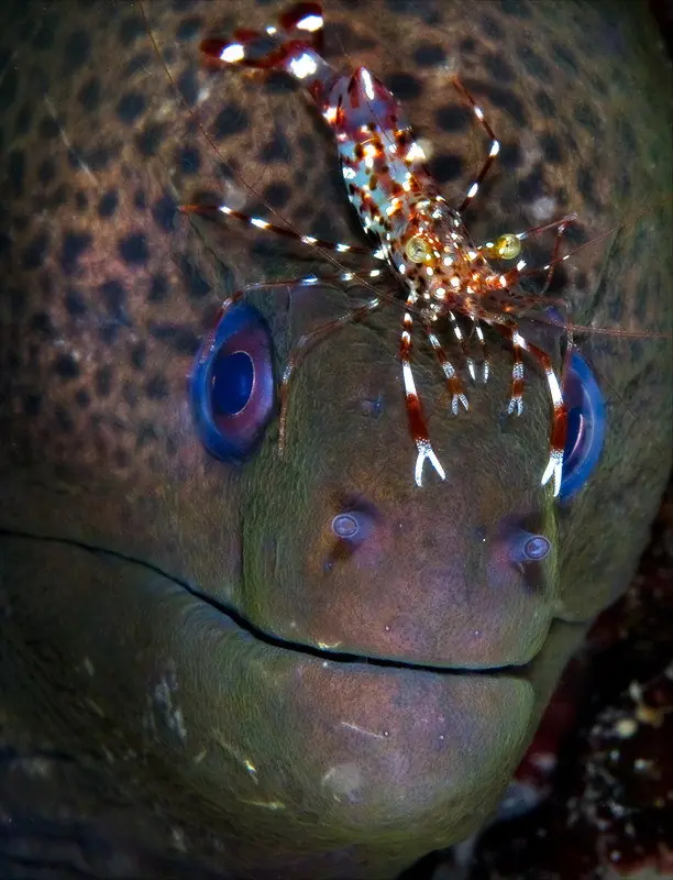 Fotografias de preciosos animales bajo el agua
