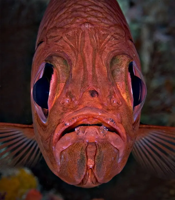 sobre los animales marinos