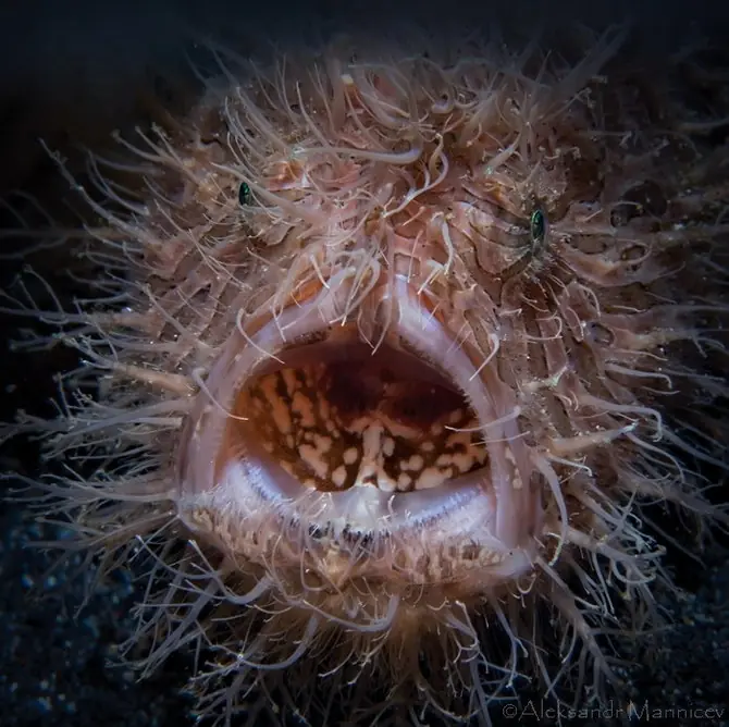 Fotografias de preciosos animales bajo el agua