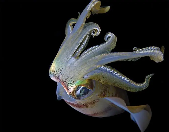 los animales bajo el agua