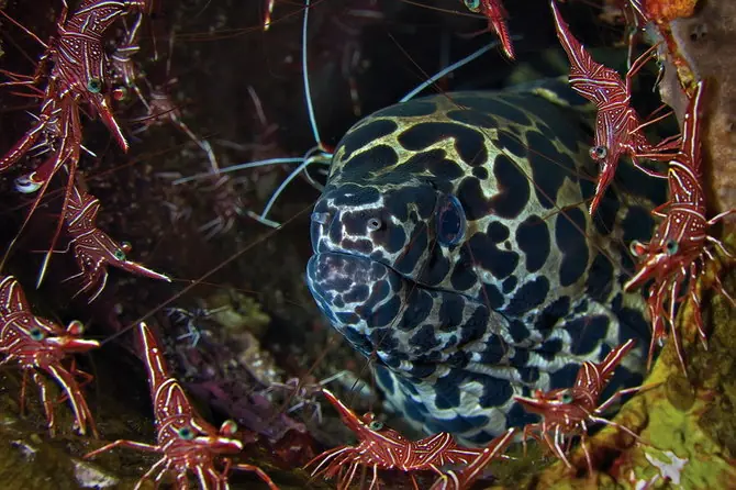 Fotografias de preciosos animales bajo el agua