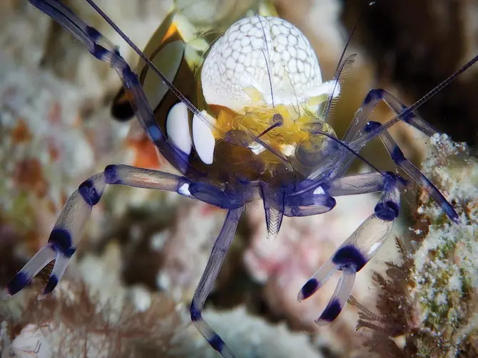 animales bajo el agua del mar
