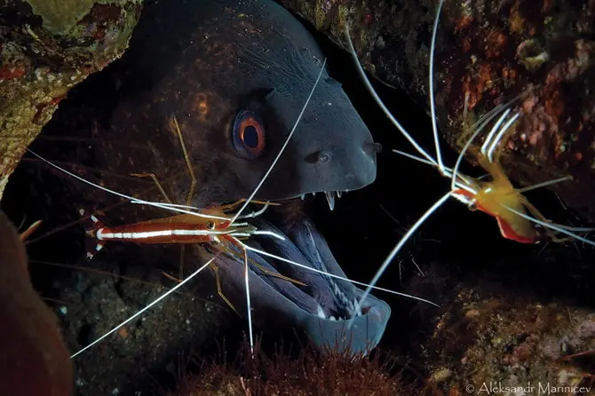 animales marinos
