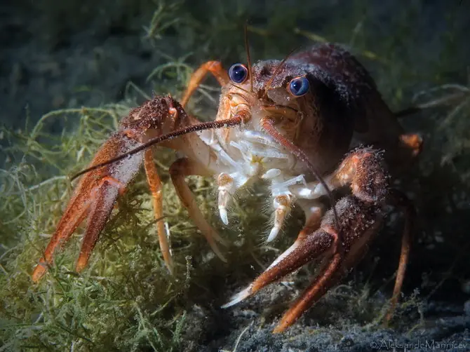 animales bajo el agua del mar