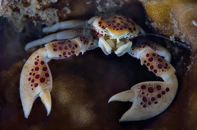 las criaturas bajo el agua