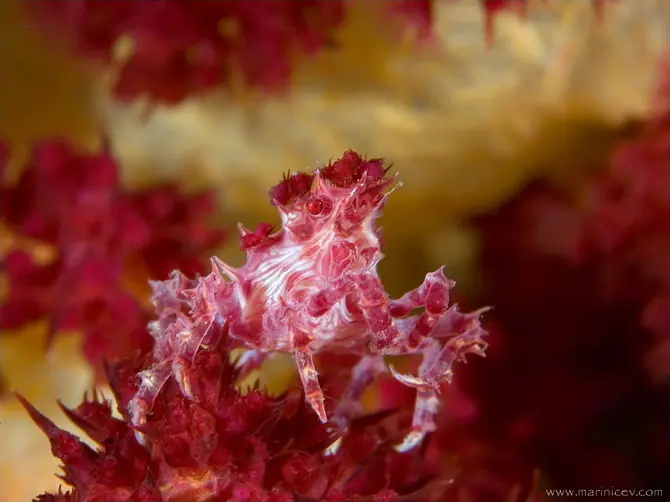 las plantas del océano