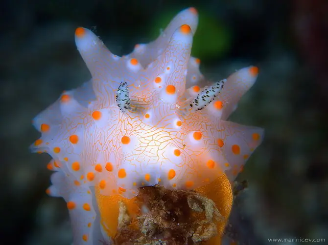 animales de mar imágenes