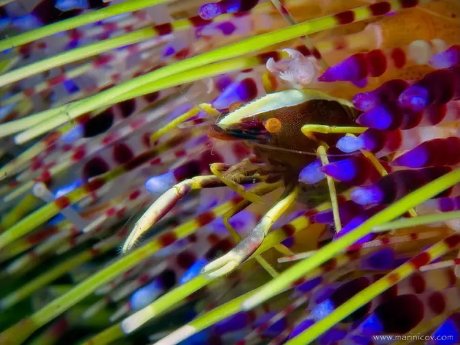 animales de mar imágenes