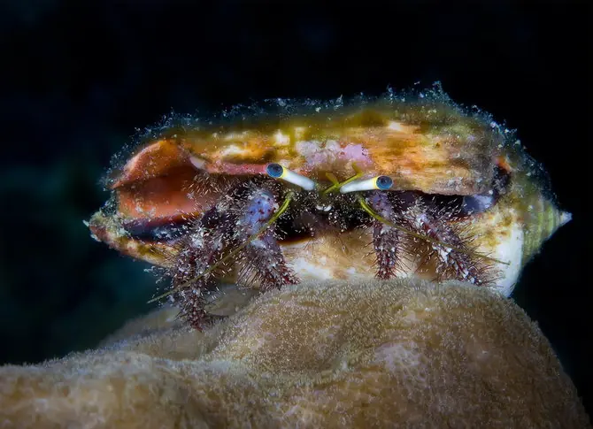 animales marinos