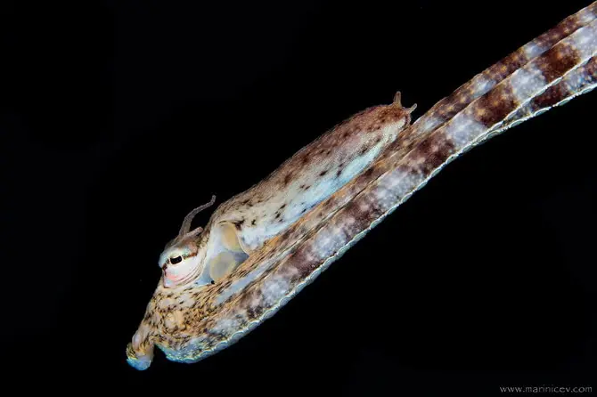 animales bajo el agua del mar