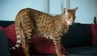Ashera, el gato más grande y caro del mundo