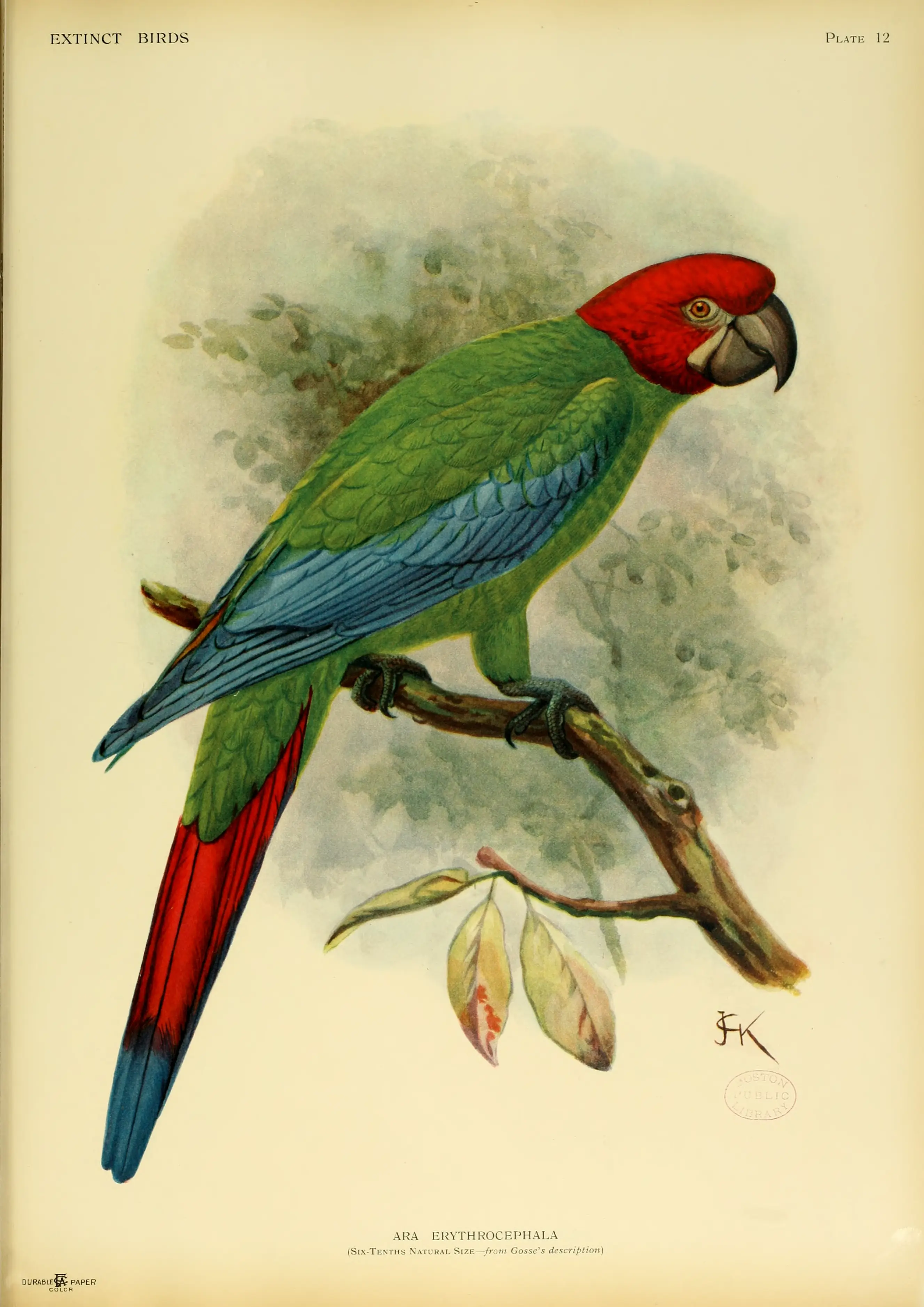 aves exoticas