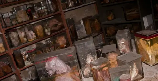 animales extraños