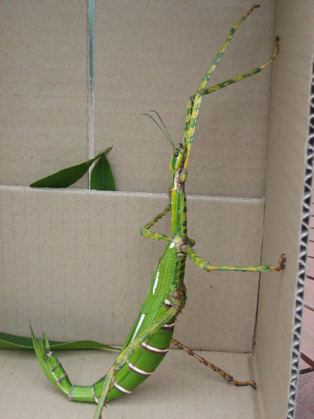kakapu