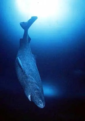tiburon artico