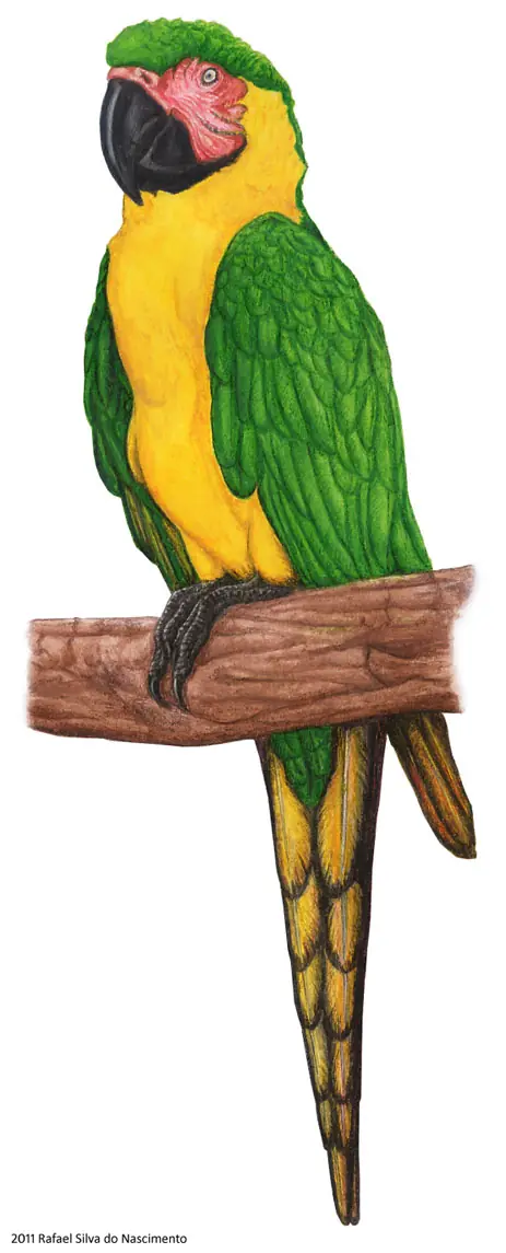 loros