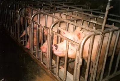 Animales