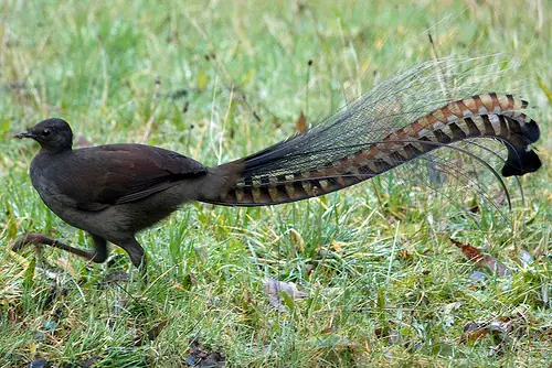 Pájaro Imita Moto-sierras, Cámara Fotográfica (recomendad