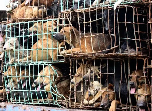 Conciencia ! Humano el peor Enemigo [MEGAPOST]