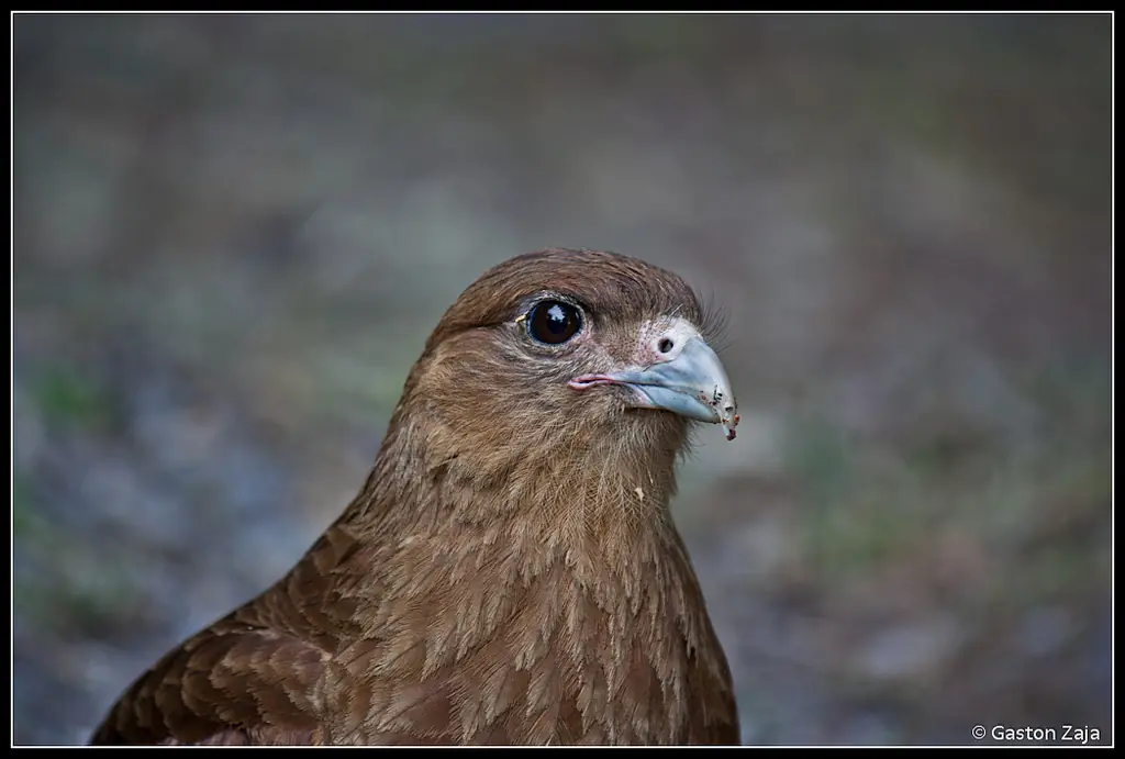 Tierra del Fuego (Argentina) a través de mi lente.