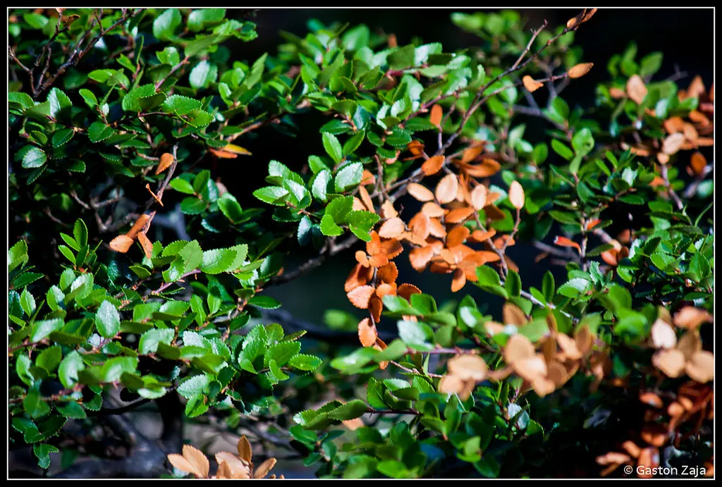 Tierra del Fuego (Argentina) a través de mi lente.