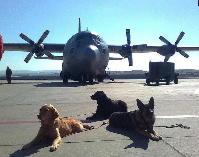 Perros de trabajo: compañeros imprescindibles