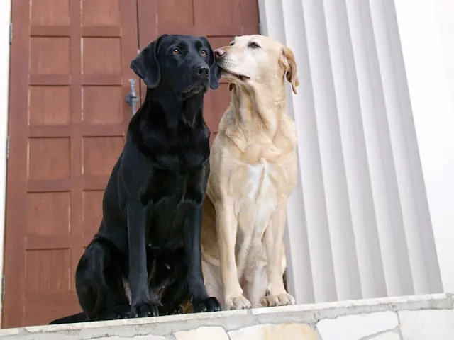 Compañeros