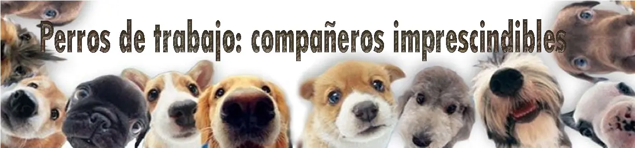 Perros de trabajo: compañeros imprescindibles