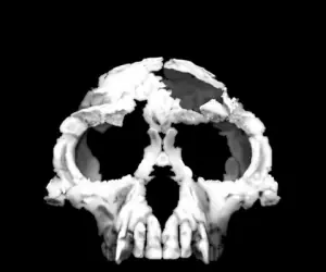 extincion