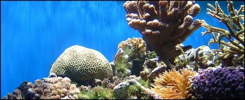 Las 10 principales especies en peligro de extinción [>&g