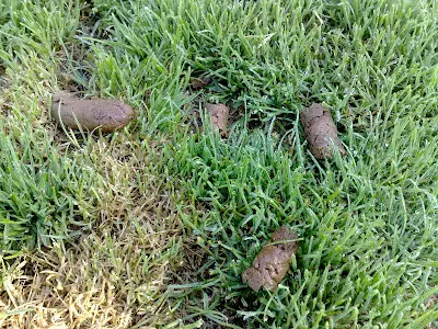 sudacas