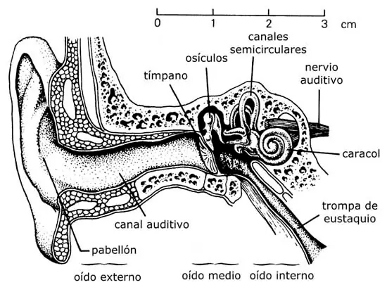 cerebro