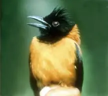los animales mas venenosos del mundo