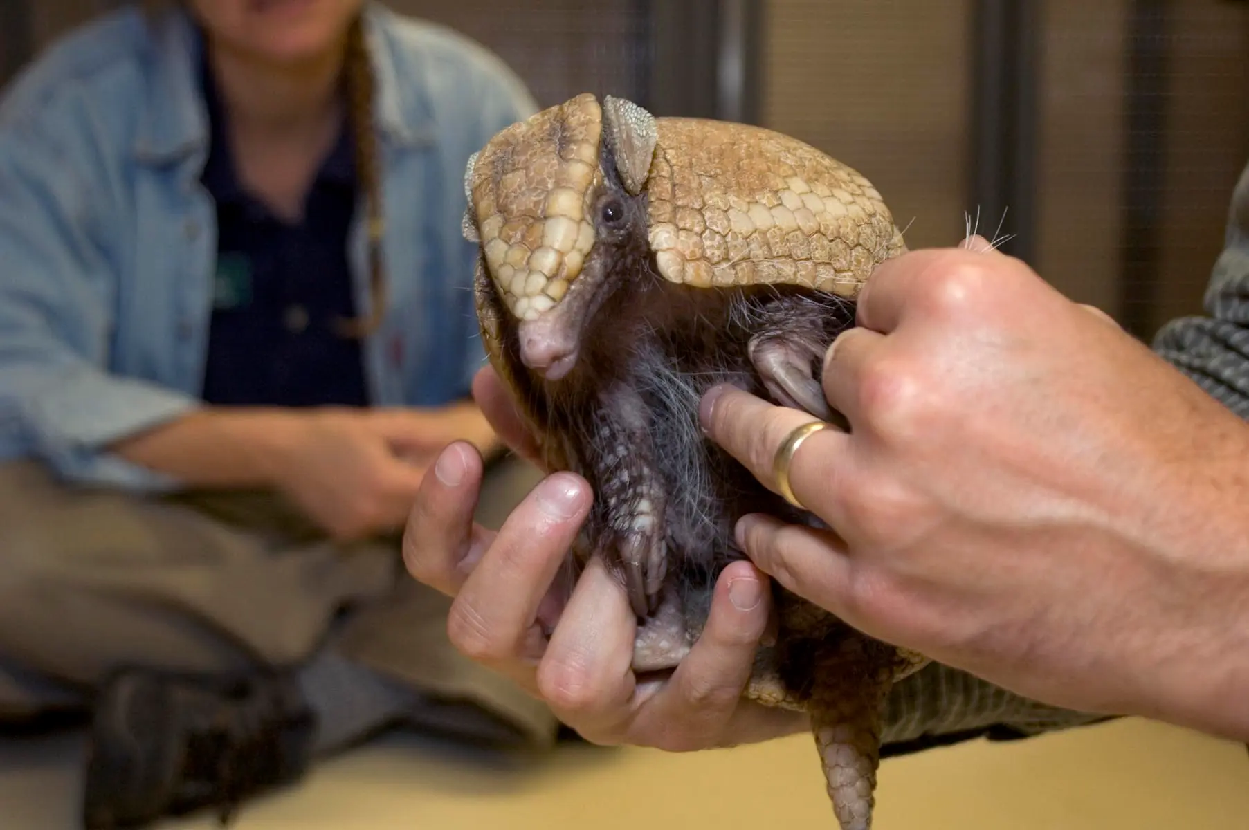 14 especies en peligro de extinción [2013]