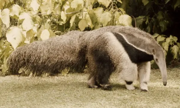 conservación de la naturaleza