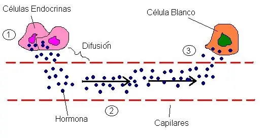 100 Maravillas del cuerpo humano que no sabias