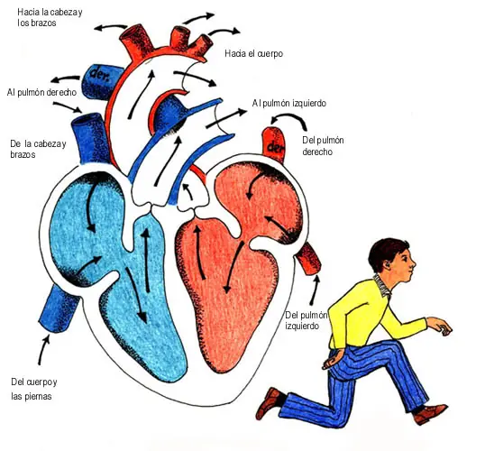 100 Maravillas del cuerpo humano que no sabias