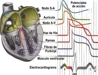 cuerpo humano