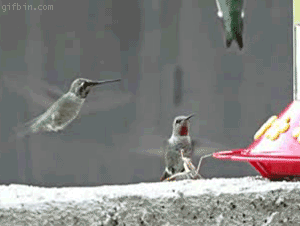 recopilacion