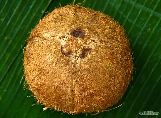 Como comer un coco