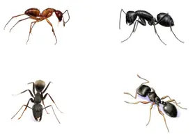 Fases en el ciclo de la vida de las hormigas carpinteras.