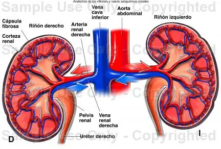 ciencia