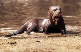 Animales