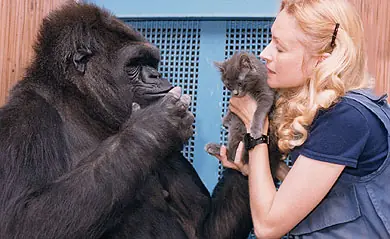 La fascinante Gorila "KOKO"