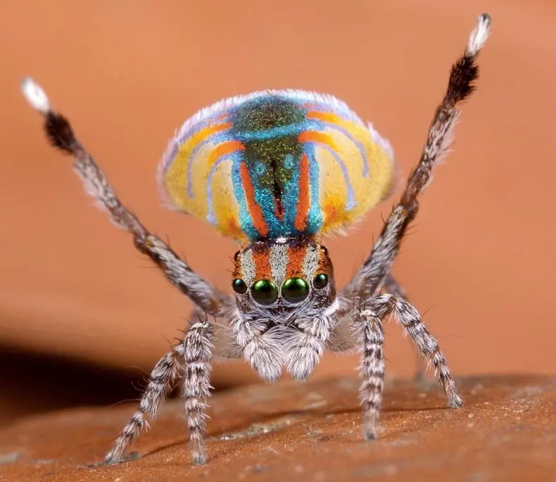 araña