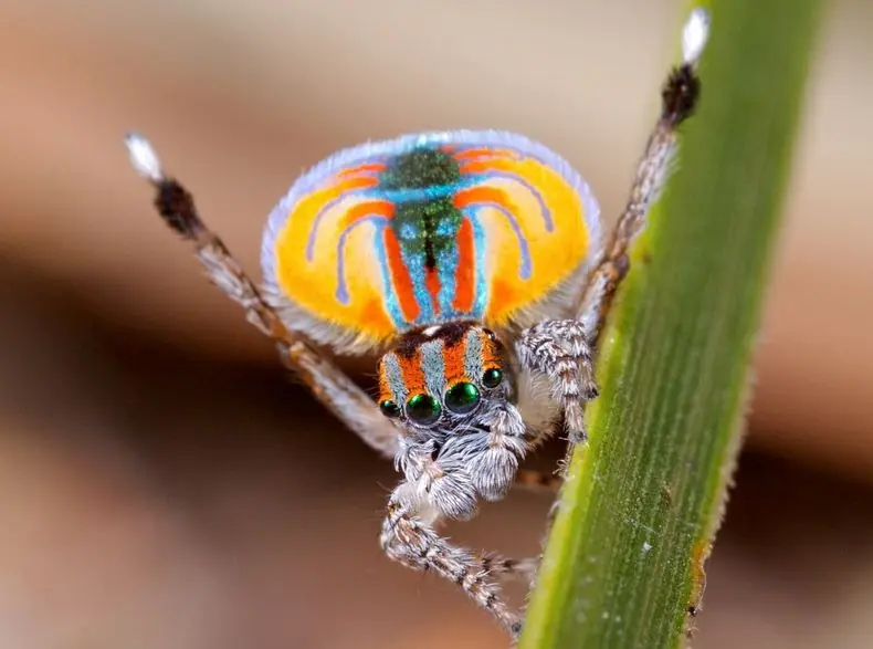 peacock
