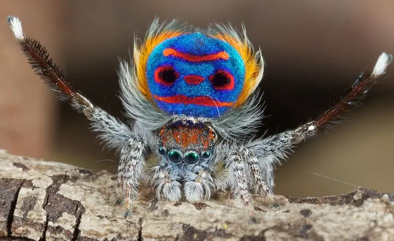spider
